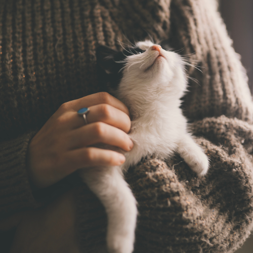 Pets Accessories