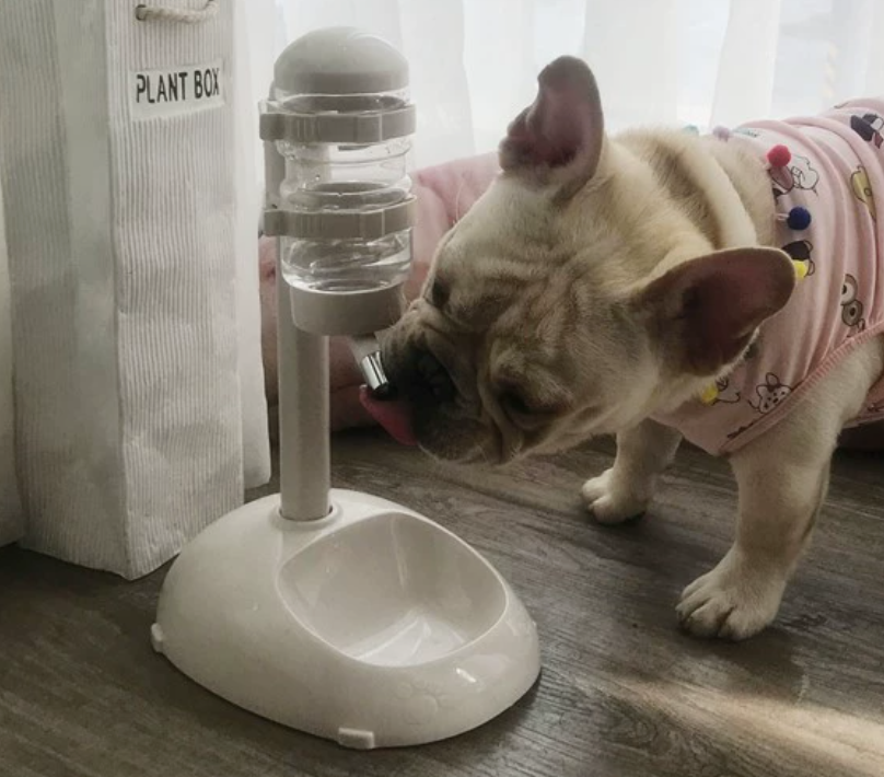 🐾 No-Mess Pet Waterer | Leak-Proof Design 💧